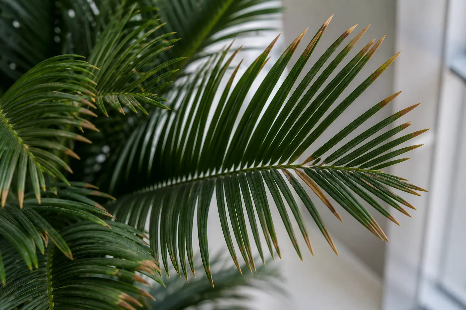 Brown Tips on Sago Palm - visible symptom on the plant