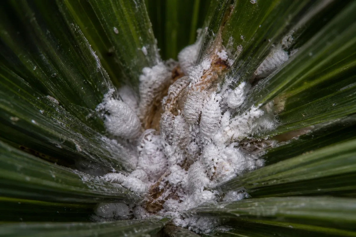 White insects clustered at the base of sago leaflets make a close inspection for pests important.