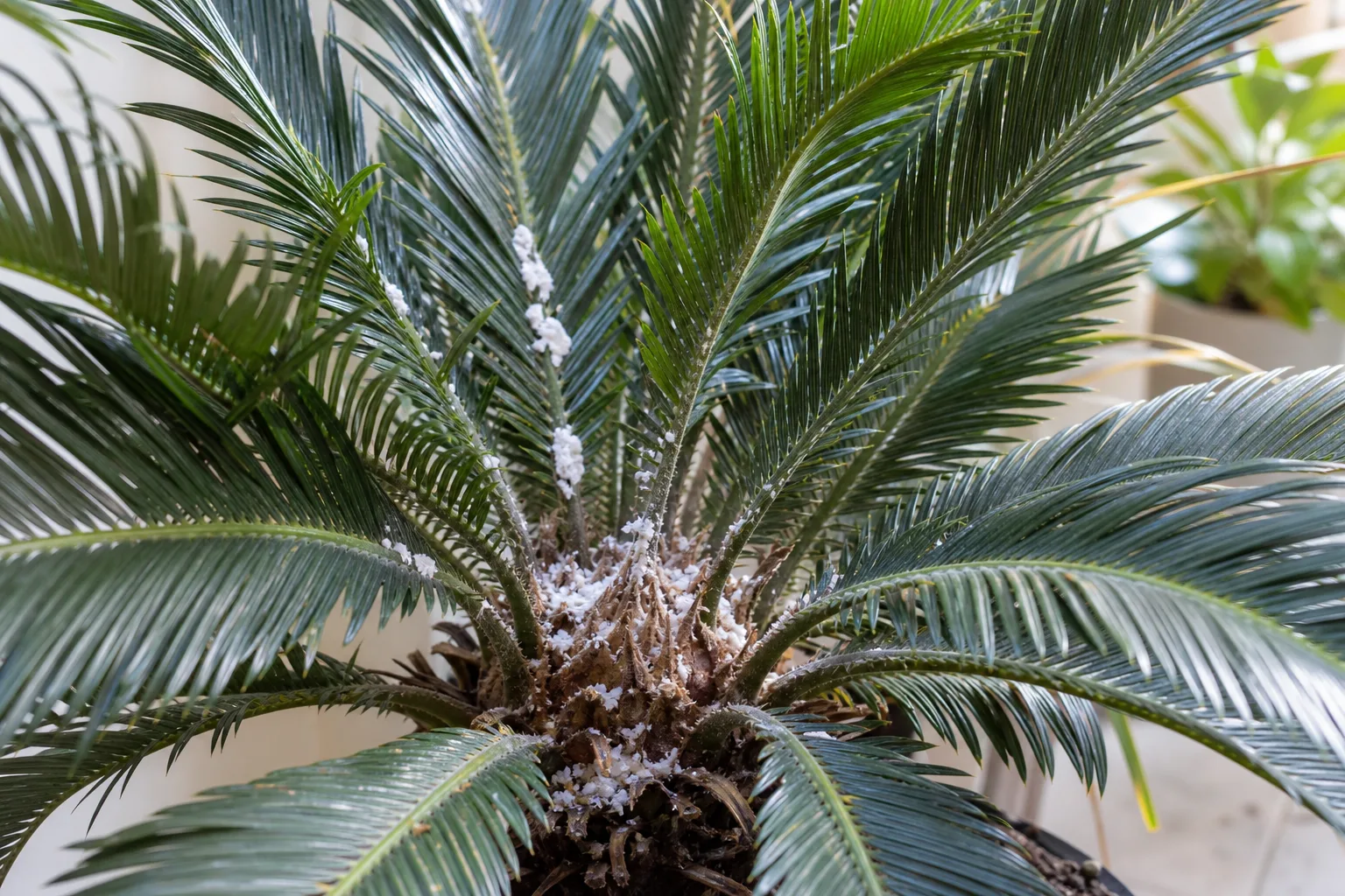 Mealybugs on Sago Palm - white cottony clusters in the crown and frond axils