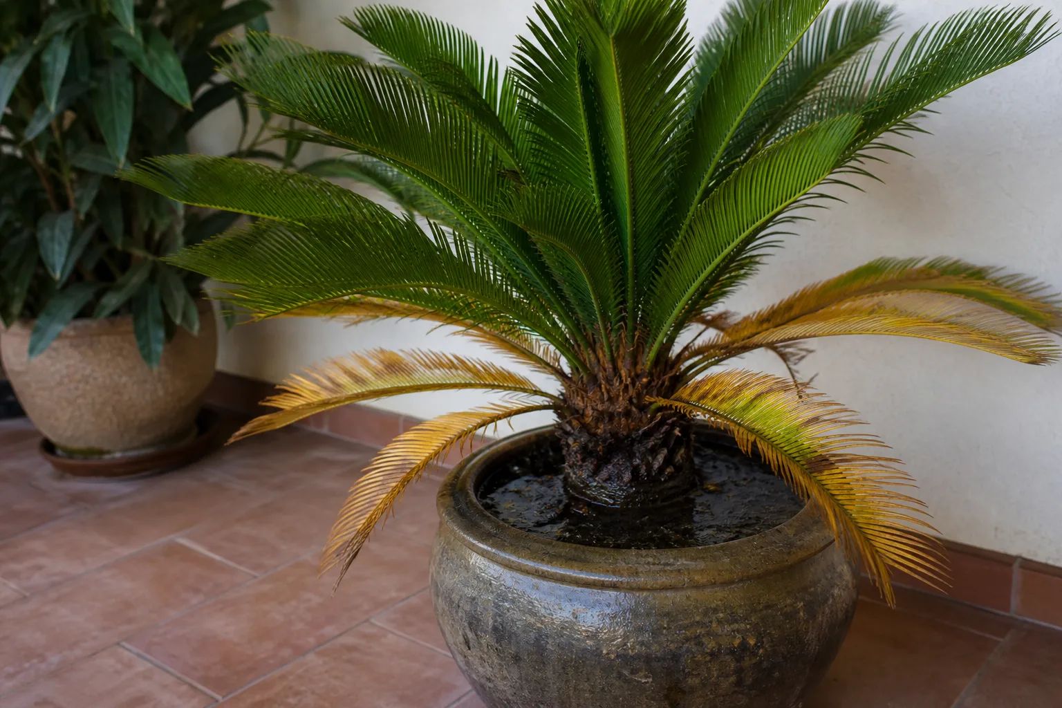 Yellow sago fronds and standing water in the pot point to a need to inspect drainage and root-zone moisture.