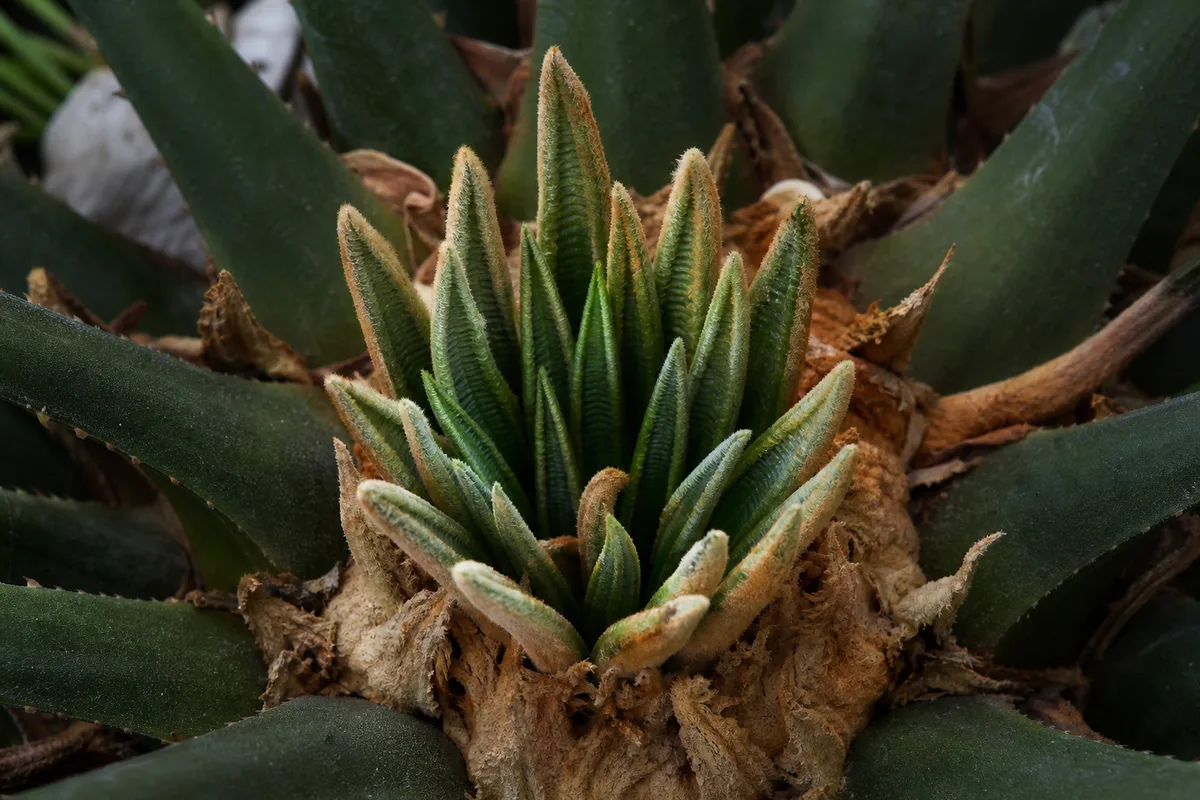 Close-up of Slow Growth on Sago Palm - diagnostic detail