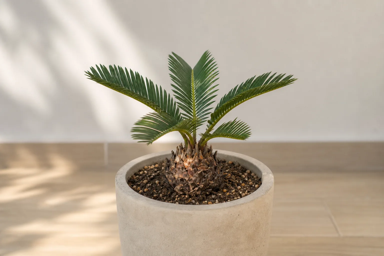 Slow Growth on Sago Palm - visible symptom on the plant