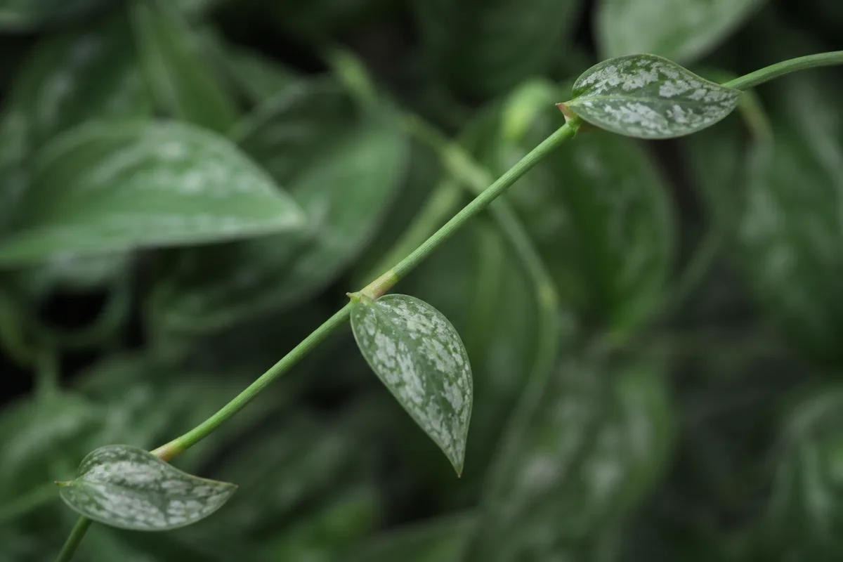 Close-up of Leggy Growth on Satin Philodendron - diagnostic detail