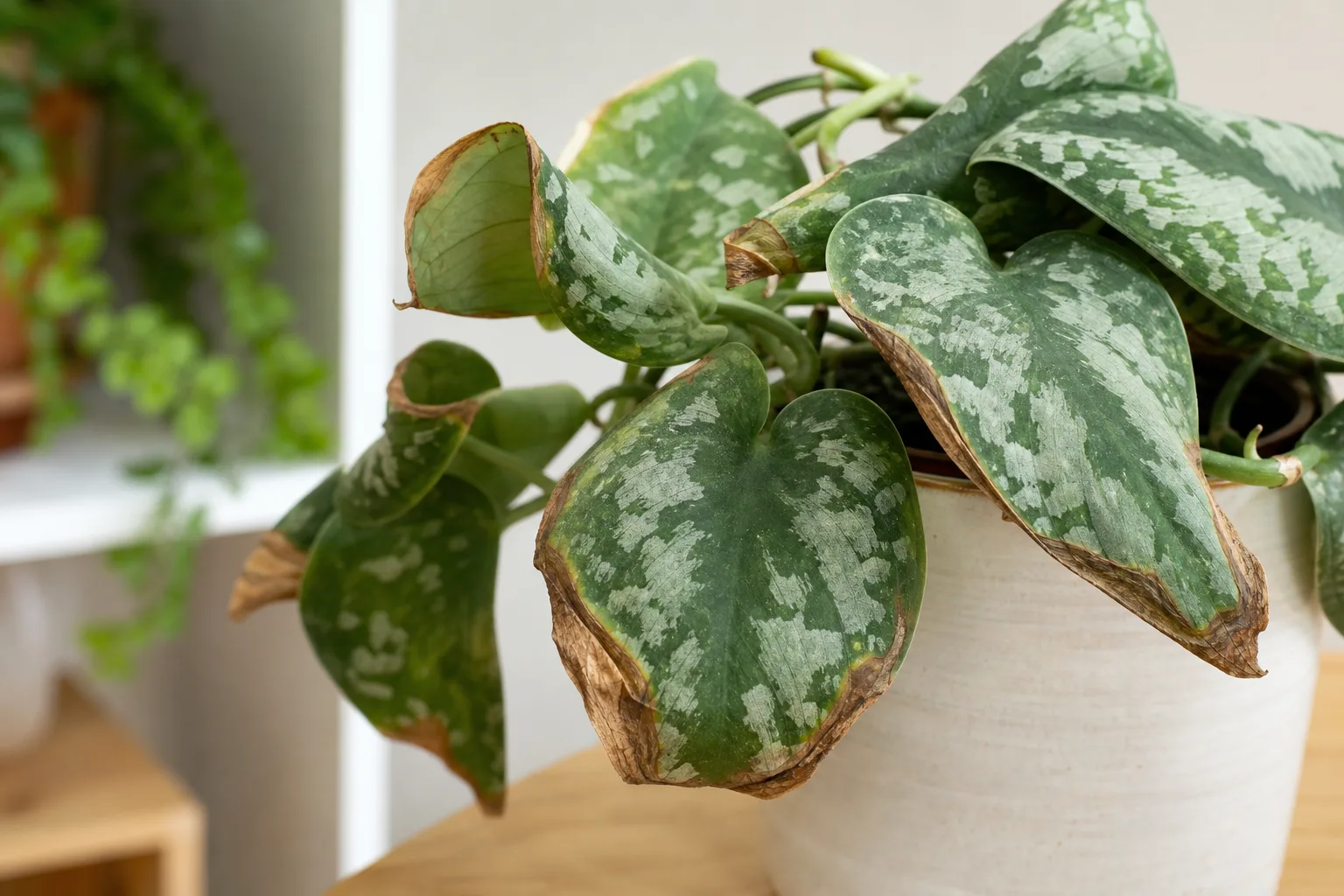 Low Humidity on Satin Philodendron - visible symptom on the plant