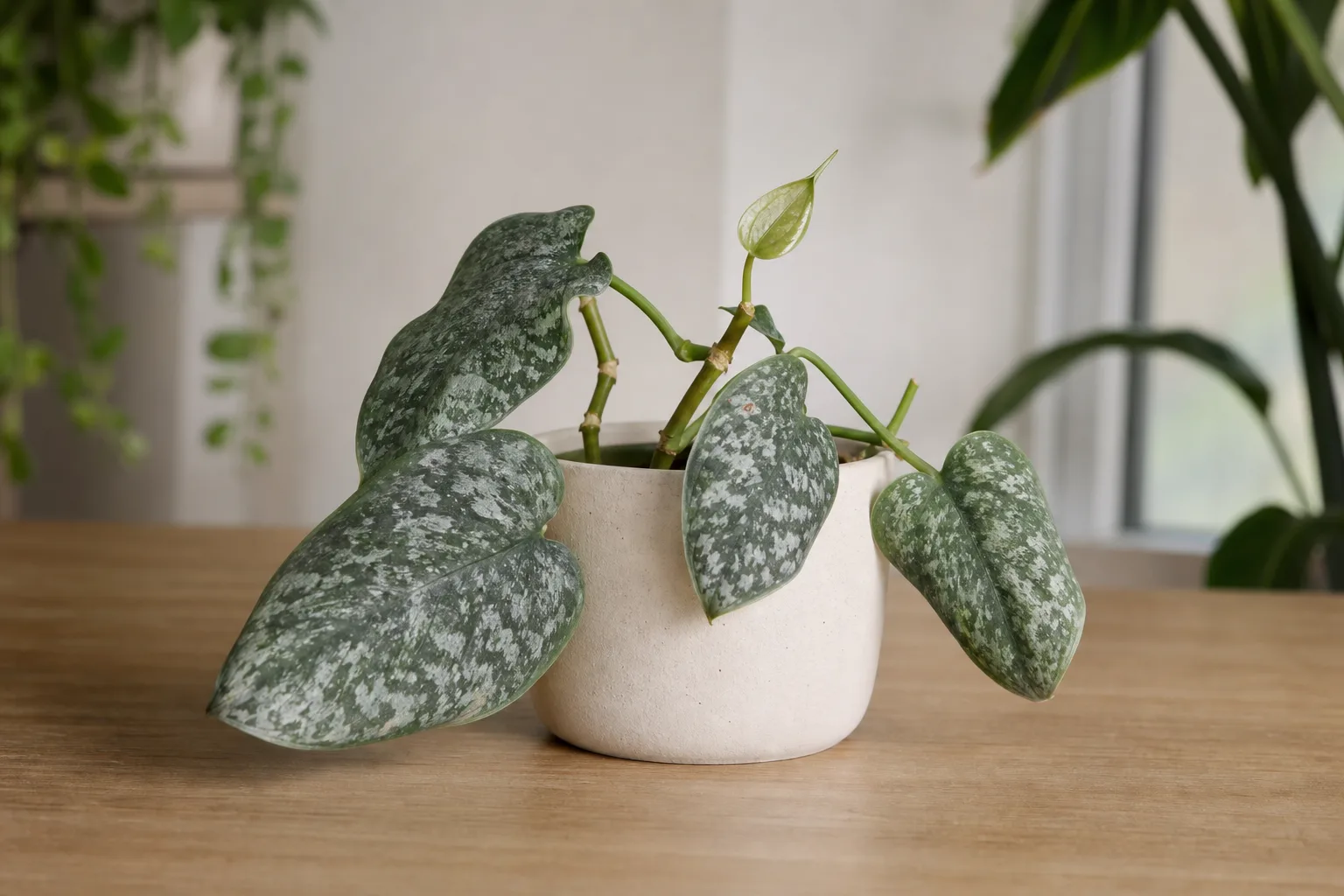 Slow Growth on Satin Philodendron - visible symptom on the plant