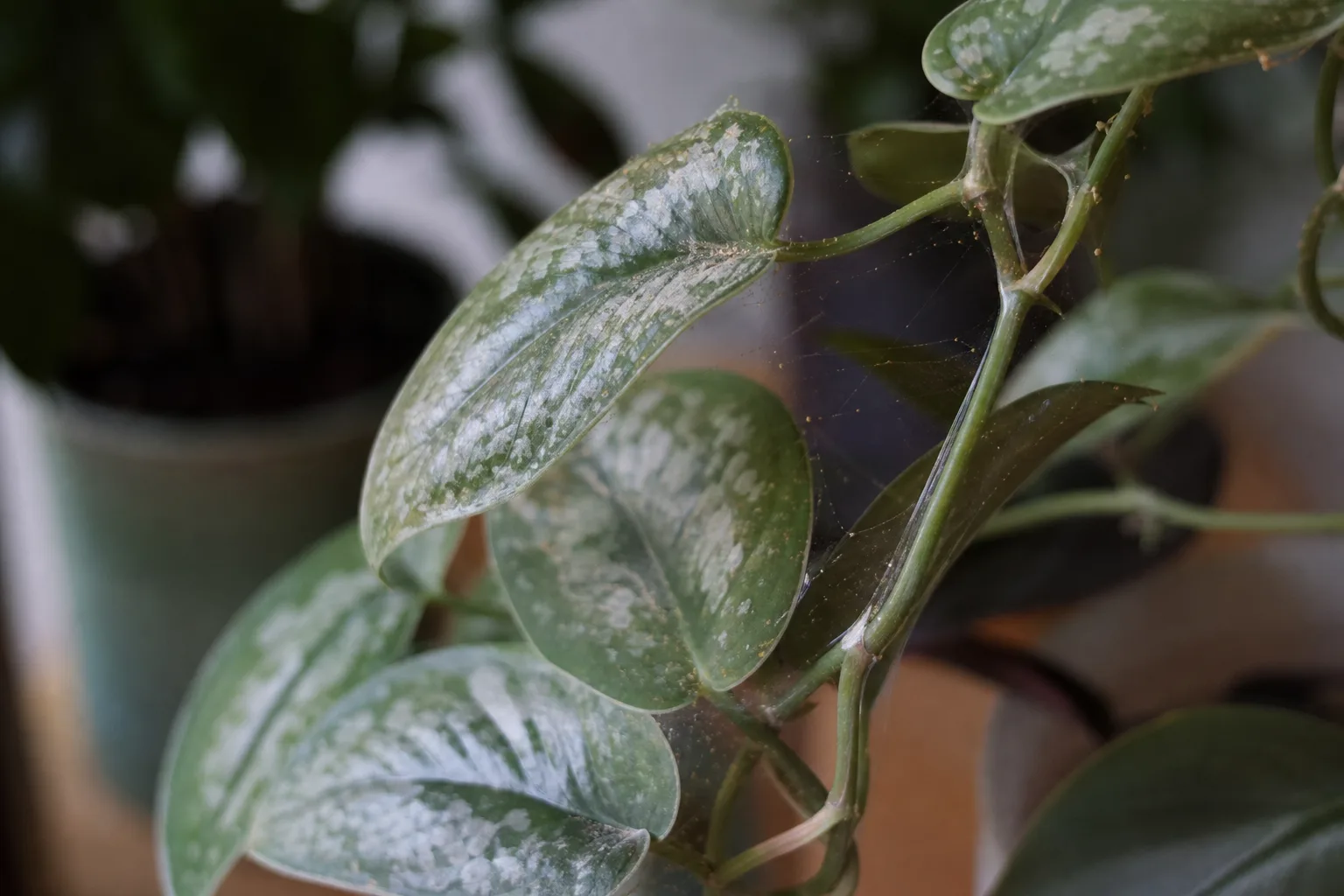Spider Mites on Satin Philodendron - visible symptom on the plant