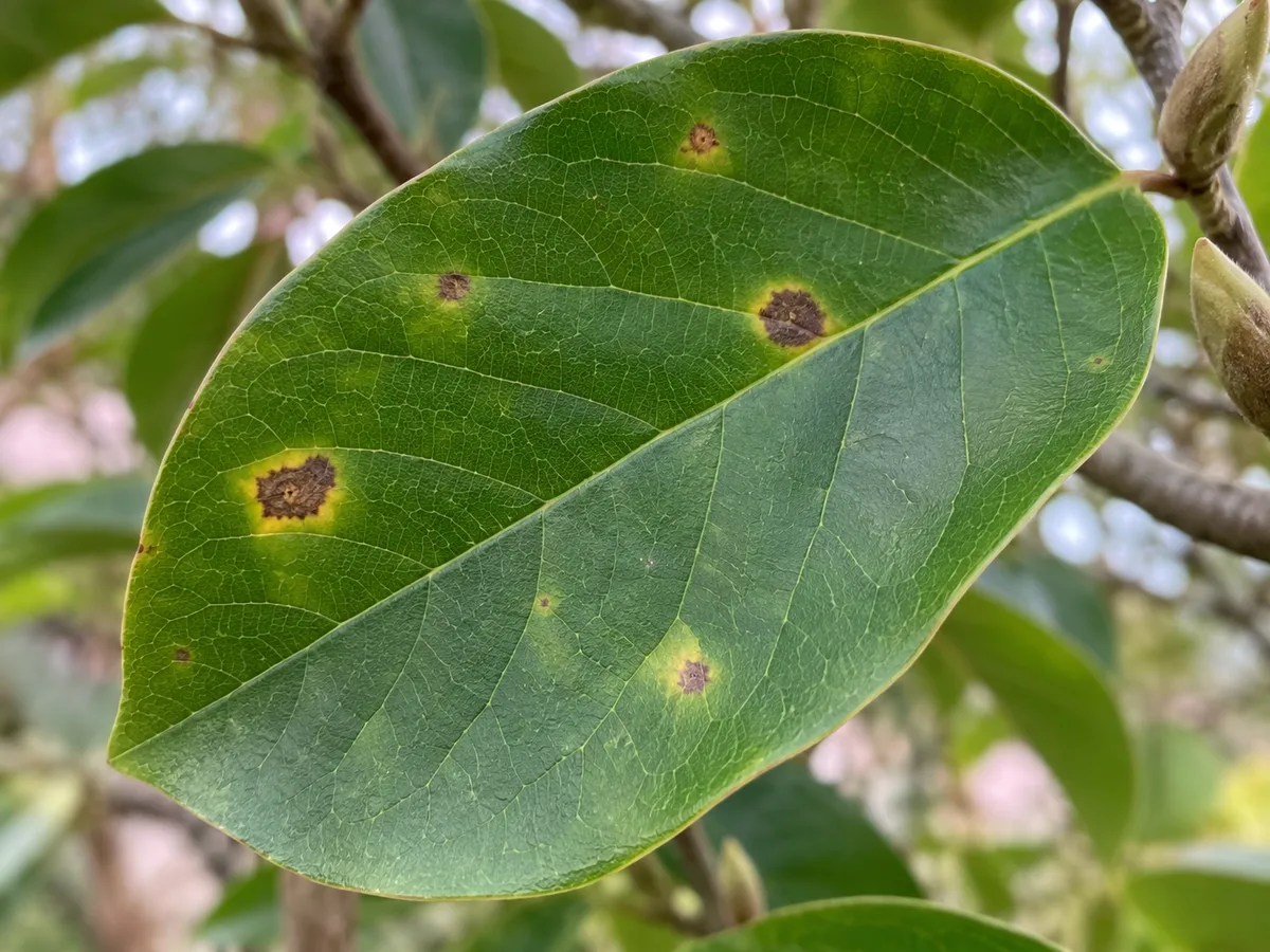 Saucer magnolia leaf with a few dark leaf-spot lesions and yellow halos