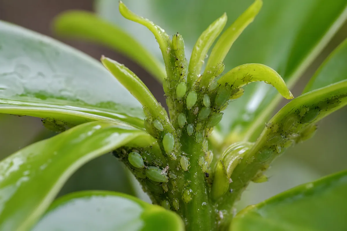 Close-up of Aphids on Schefflera - diagnostic detail