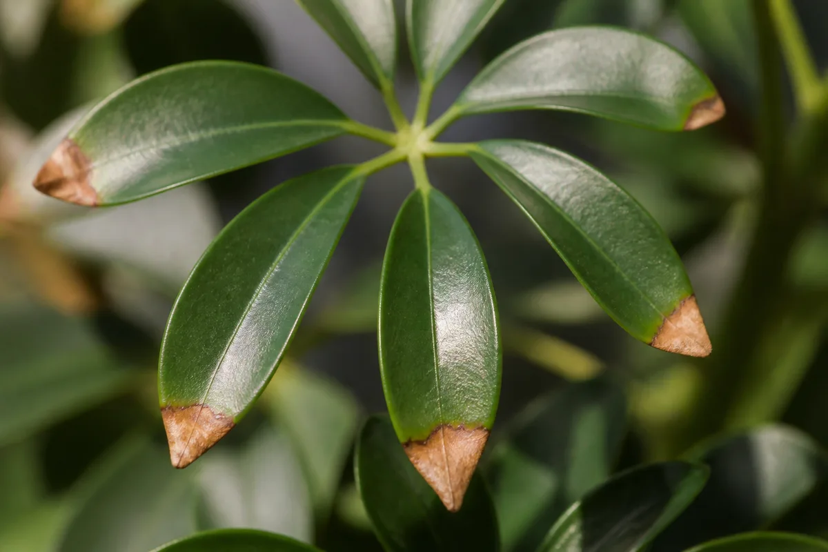 Close-up of Brown Tips on Schefflera - diagnostic detail