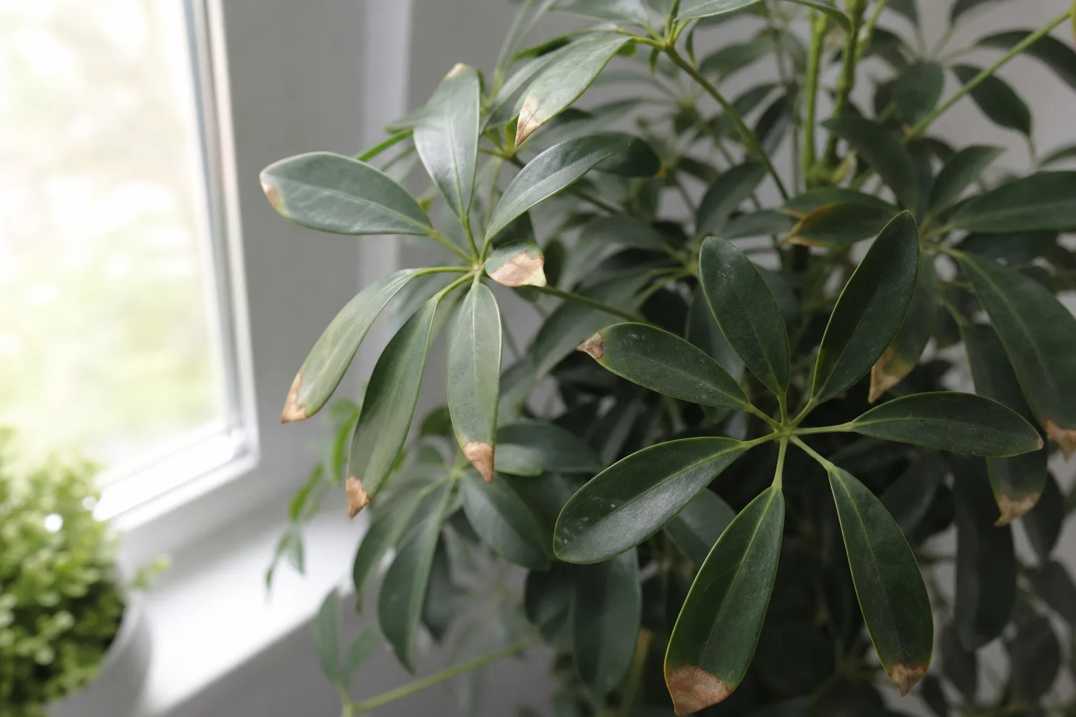 Brown Tips on Schefflera - visible symptom on the plant