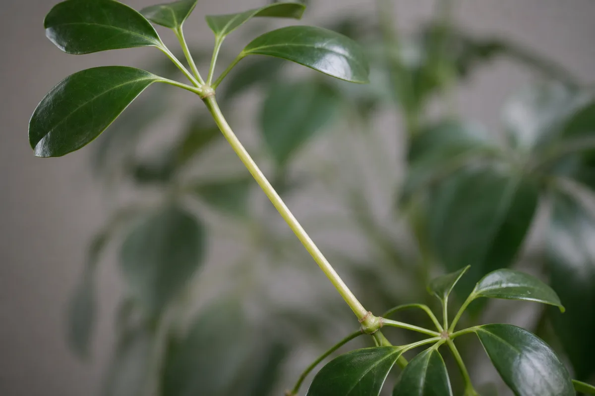 Close-up of Leggy Growth on Schefflera - diagnostic detail