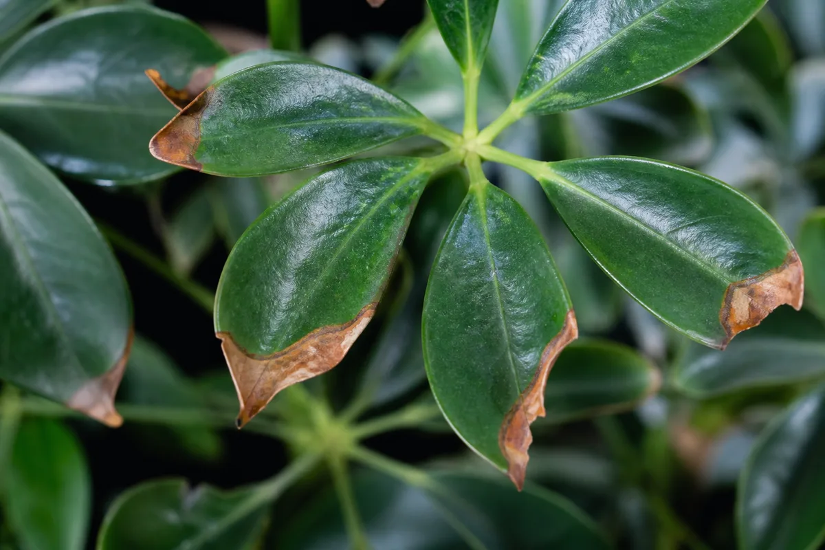 Close-up of Low Humidity on Schefflera - diagnostic detail