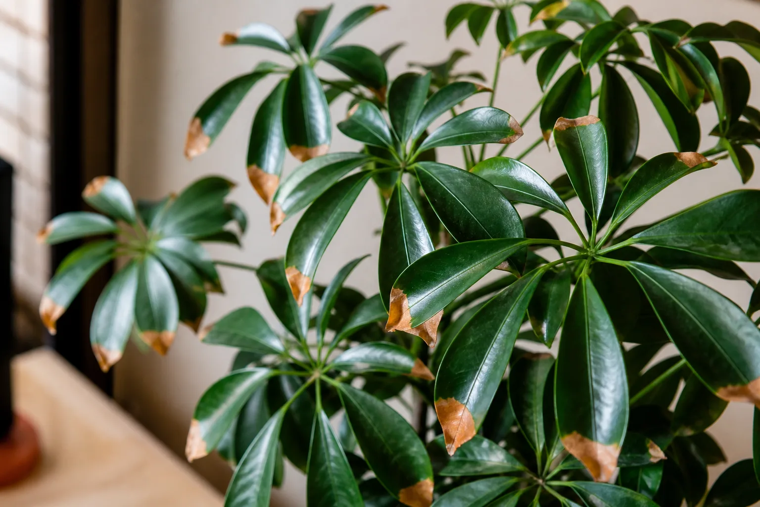 Low Humidity on Schefflera - visible symptom on the plant