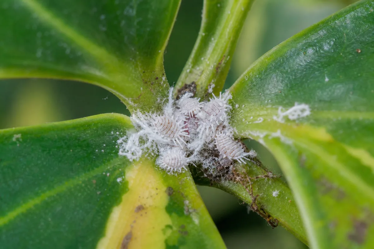 Close-up of Mealybugs on Schefflera - diagnostic detail