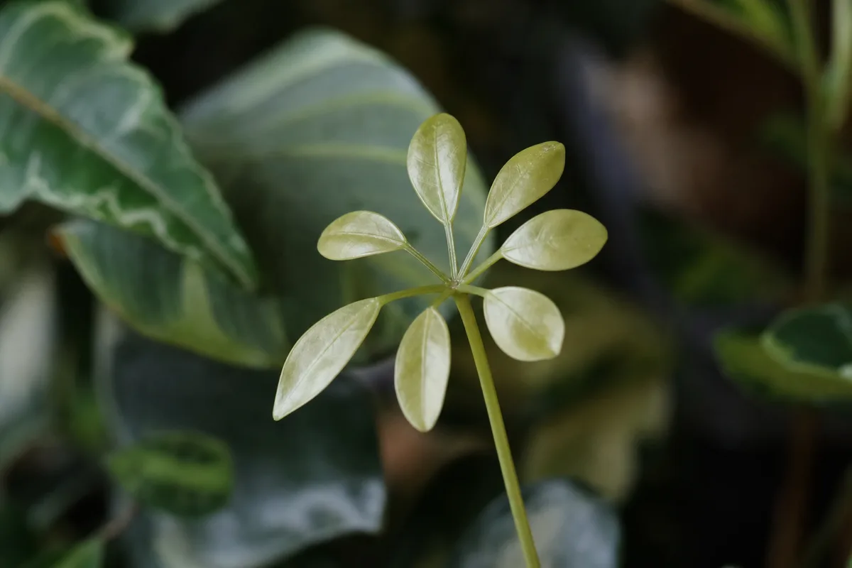 Close-up of Not Enough Light on Schefflera - diagnostic detail