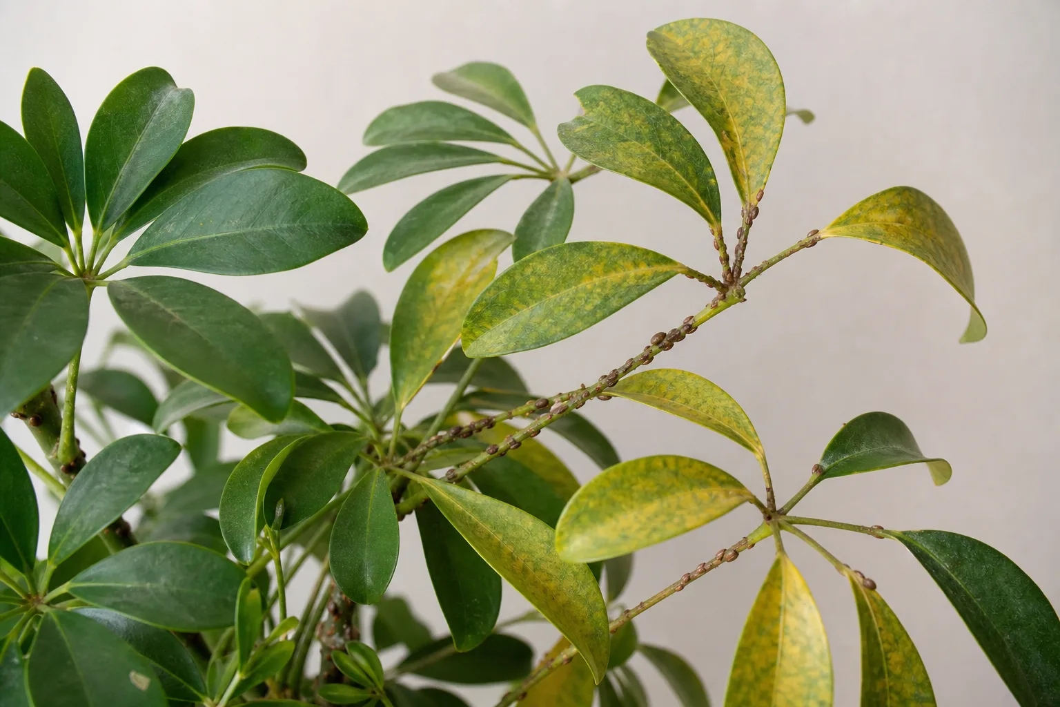 Scale Insects on Schefflera - visible symptom on the plant