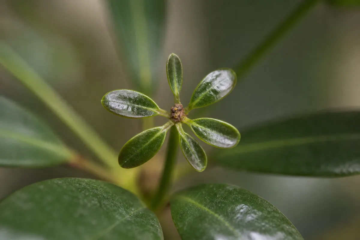 Close-up of Slow Growth on Schefflera - diagnostic detail