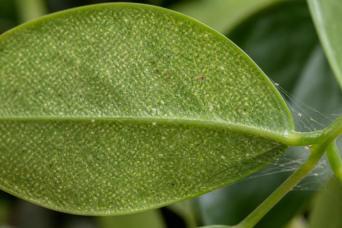 Close-up of Spider Mites on Schefflera - diagnostic detail