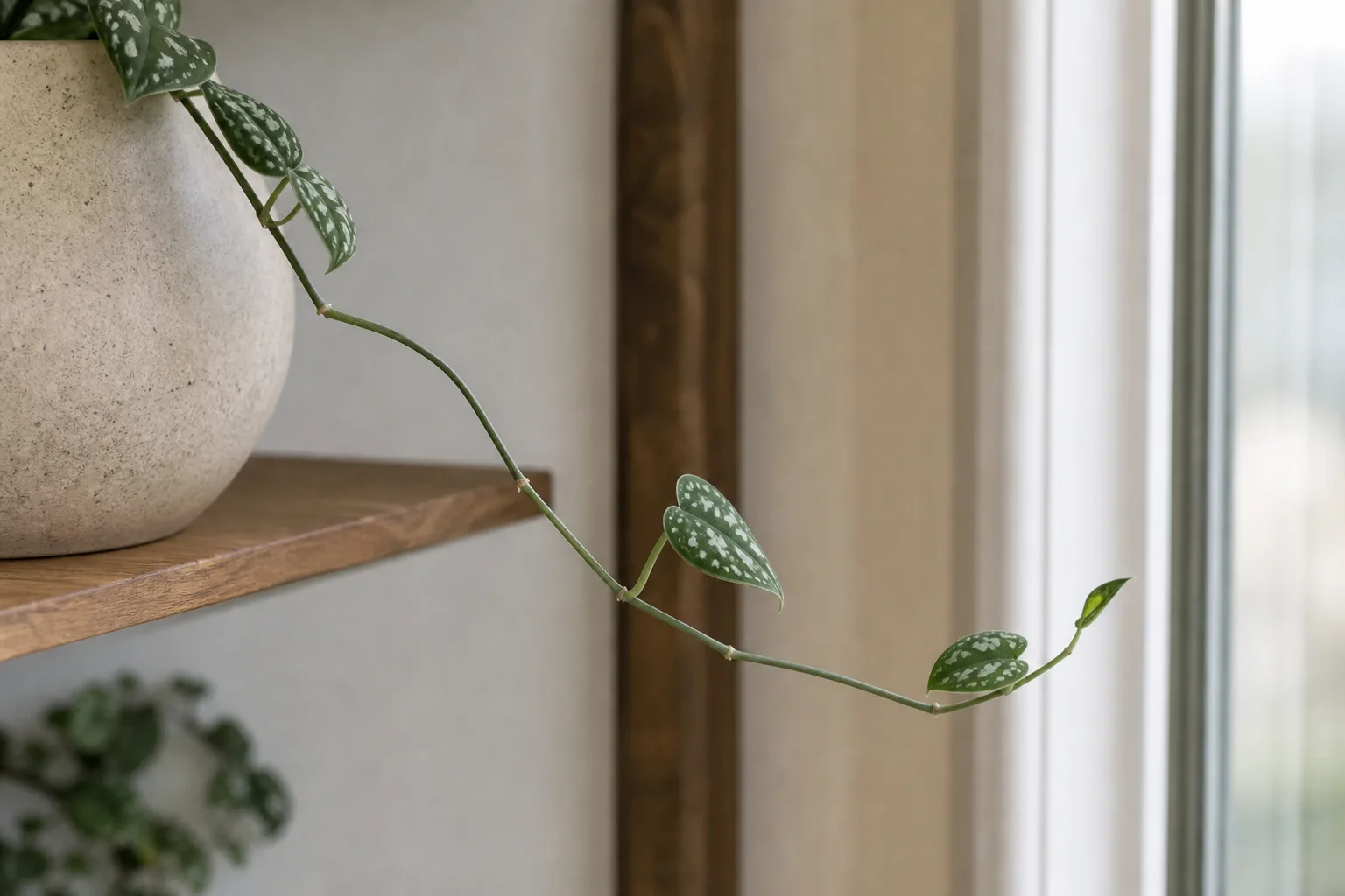 Leggy Growth on Scindapsus Pictus - visible symptom on the plant