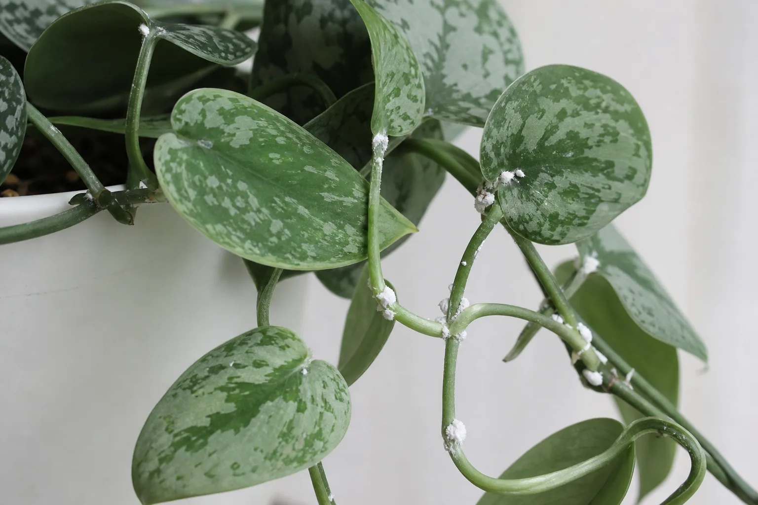 Mealybugs on Scindapsus Pictus - visible symptom on the plant