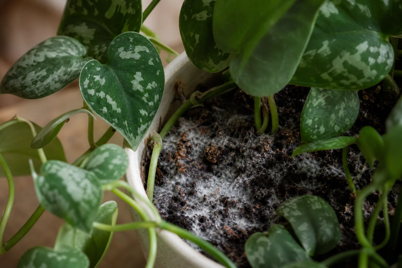 Mold on Soil on Scindapsus Pictus - visible symptom on the plant
