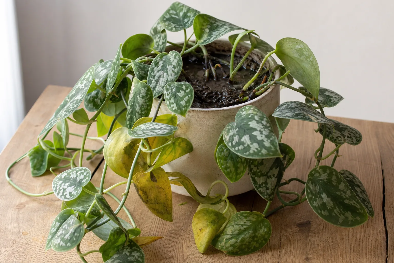 Overwatering on Scindapsus Pictus - visible symptom on the plant