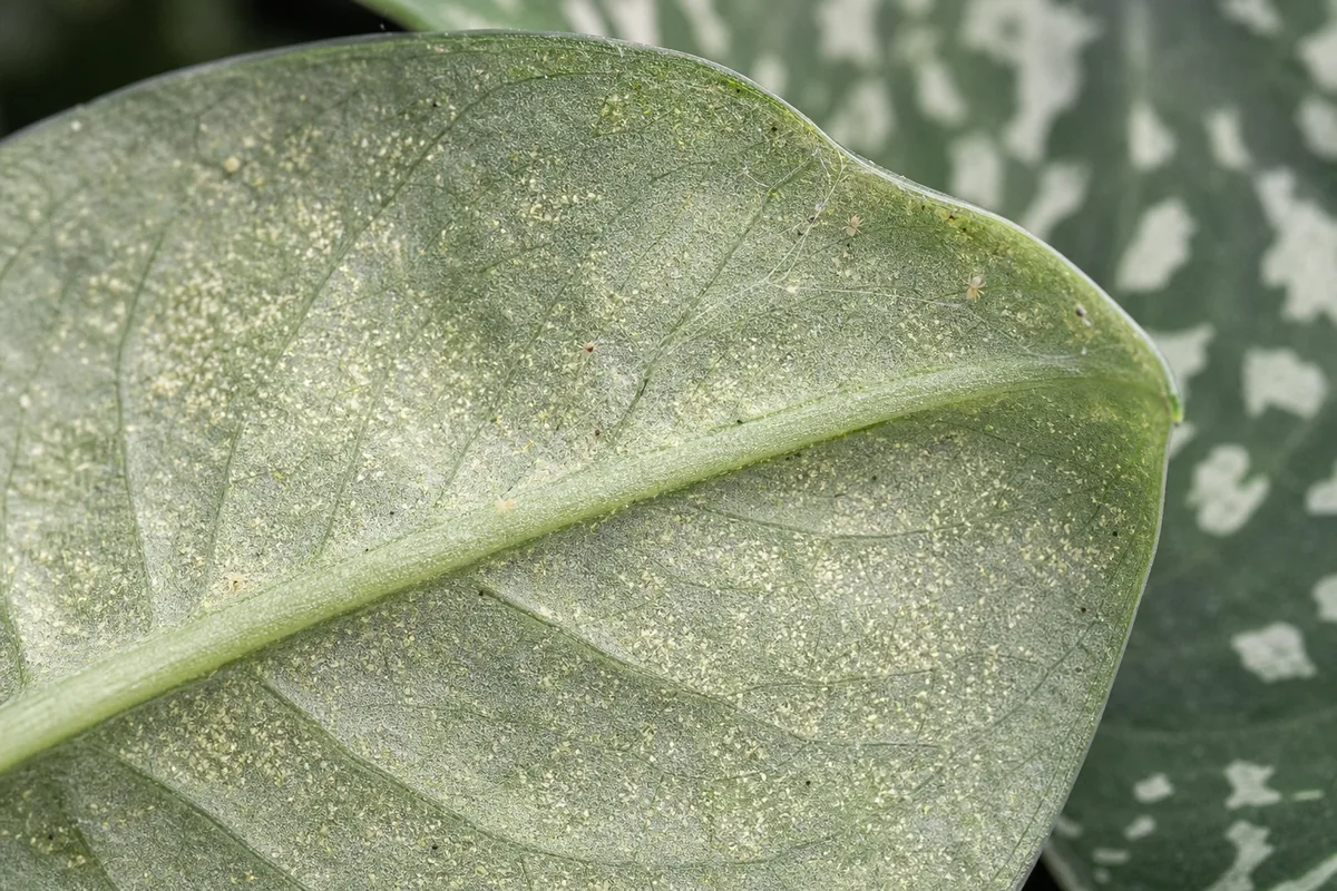 Close-up of Spider Mites on Scindapsus Pictus - diagnostic detail