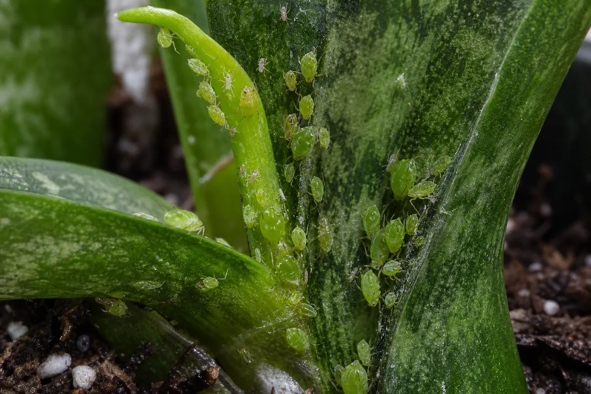 Close-up of Aphids on Snake Plant - diagnostic detail