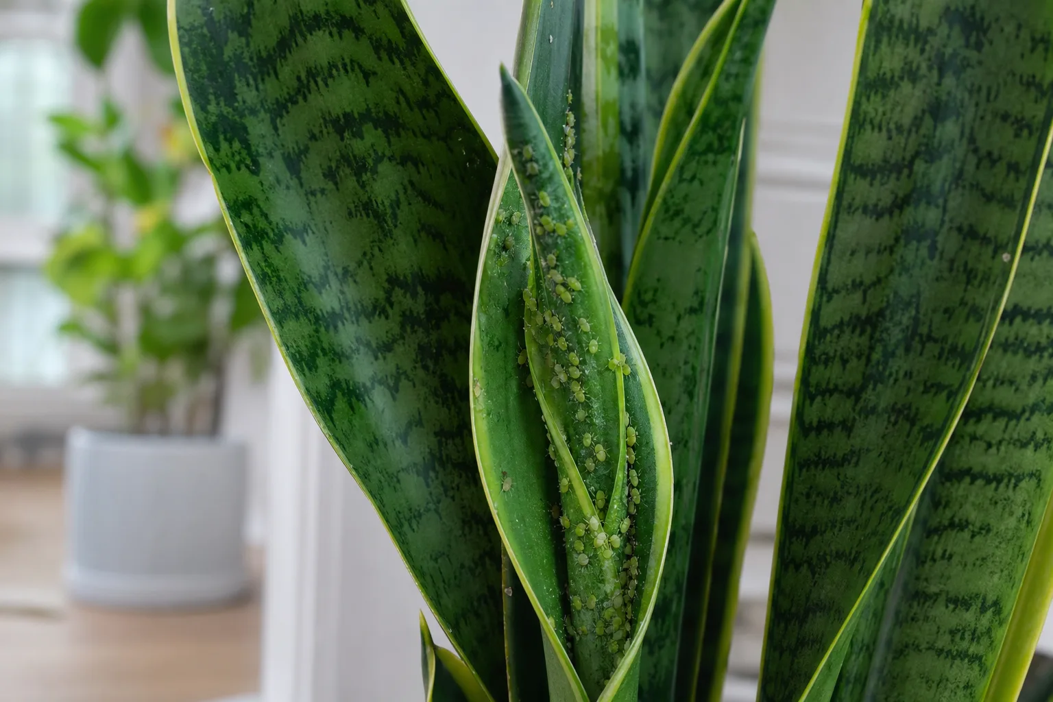 Aphids on Snake Plant - visible symptom on the plant