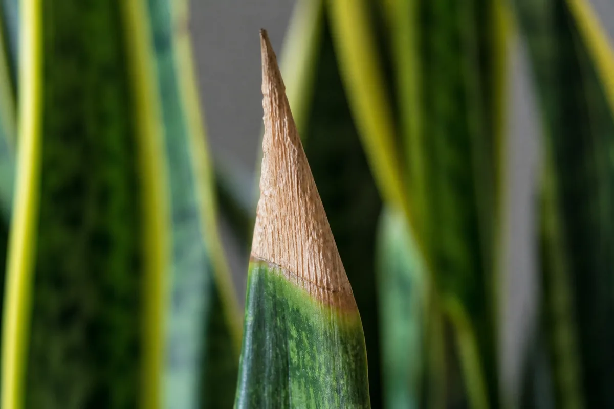 Close-up of Brown Tips on Snake Plant - diagnostic detail