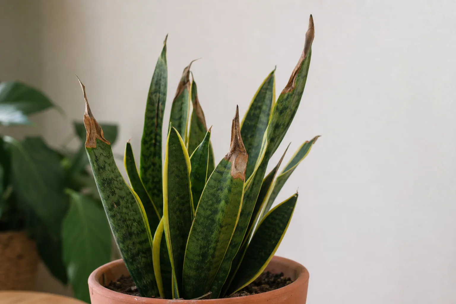Brown Tips on Snake Plant - visible symptom on the plant