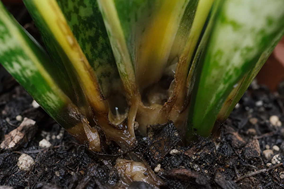 Close-up of Crown Rot on Snake Plant - diagnostic detail