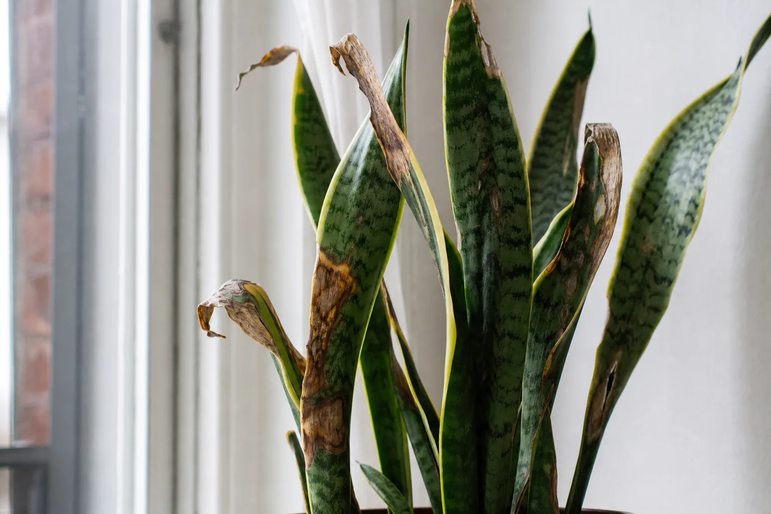 Draft Stress on Snake Plant - visible symptom on the plant