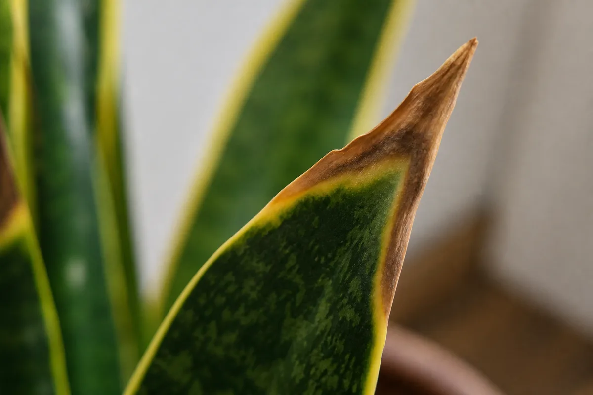 Close-up of Fertilizer Burn on Snake Plant - diagnostic detail