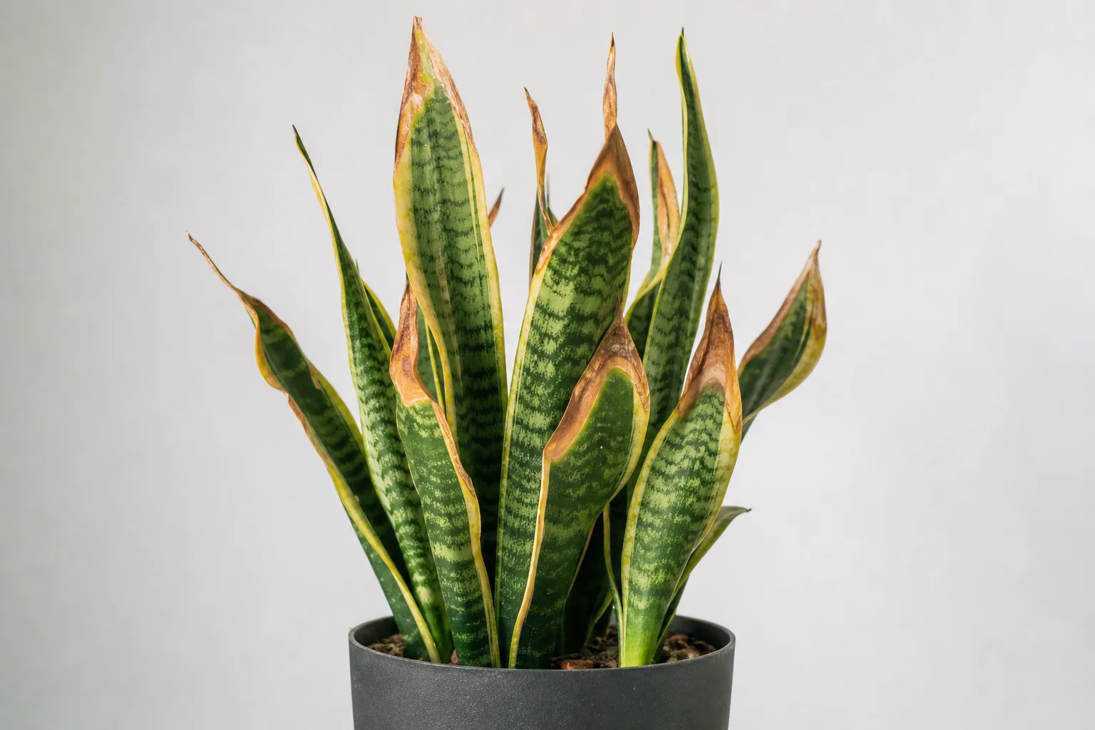 Fertilizer Burn on Snake Plant - visible symptom on the plant