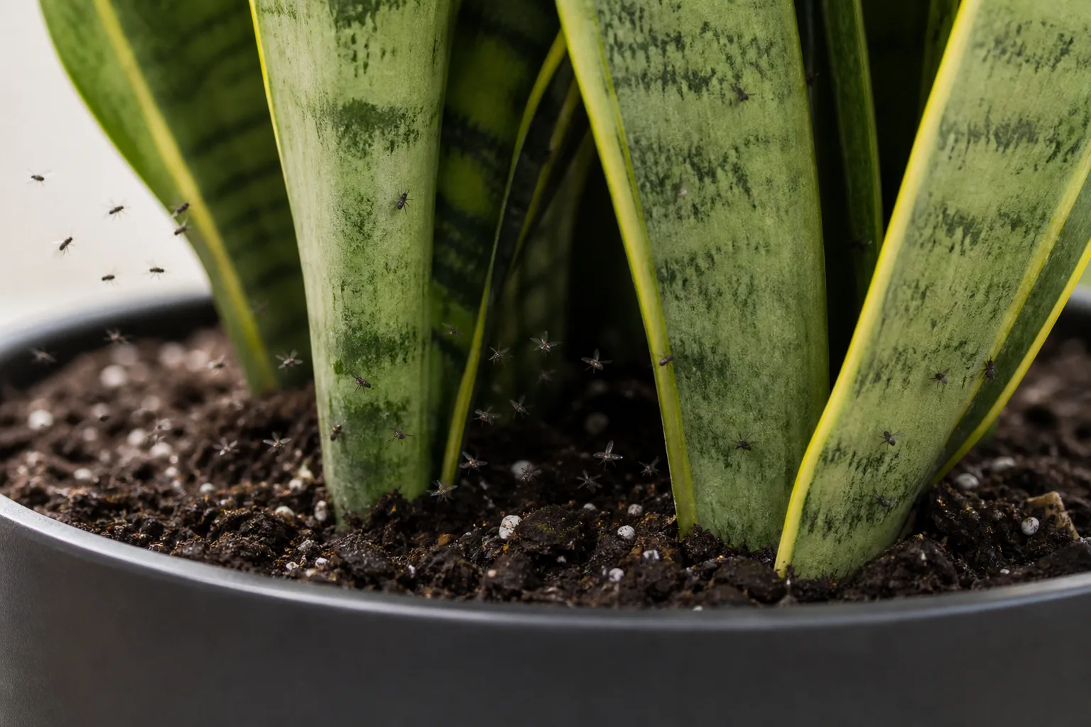 Fungus Gnats on Snake Plant - visible symptom on the plant