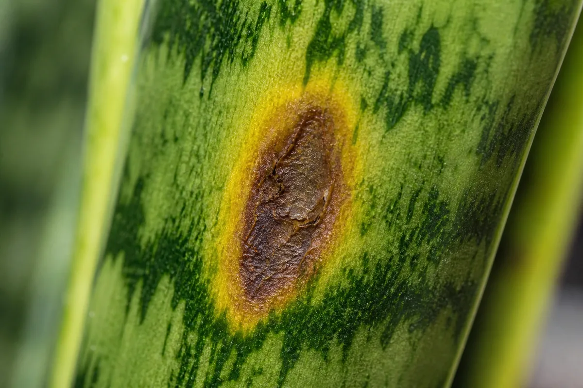 Close-up of Leaf Spot Disease on Snake Plant - diagnostic detail