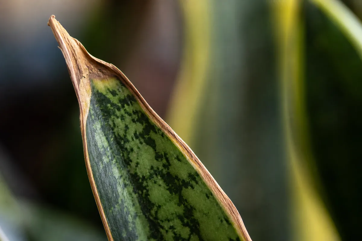 Close-up of Low Humidity on Snake Plant - diagnostic detail