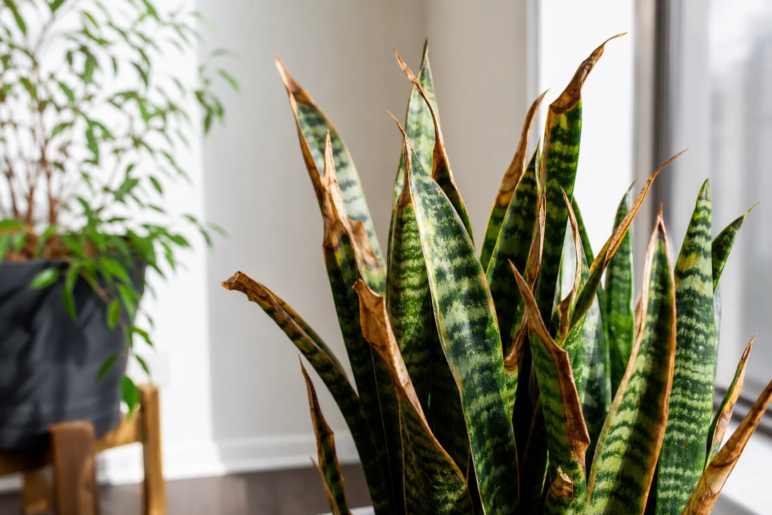 Low Humidity on Snake Plant - visible symptom on the plant