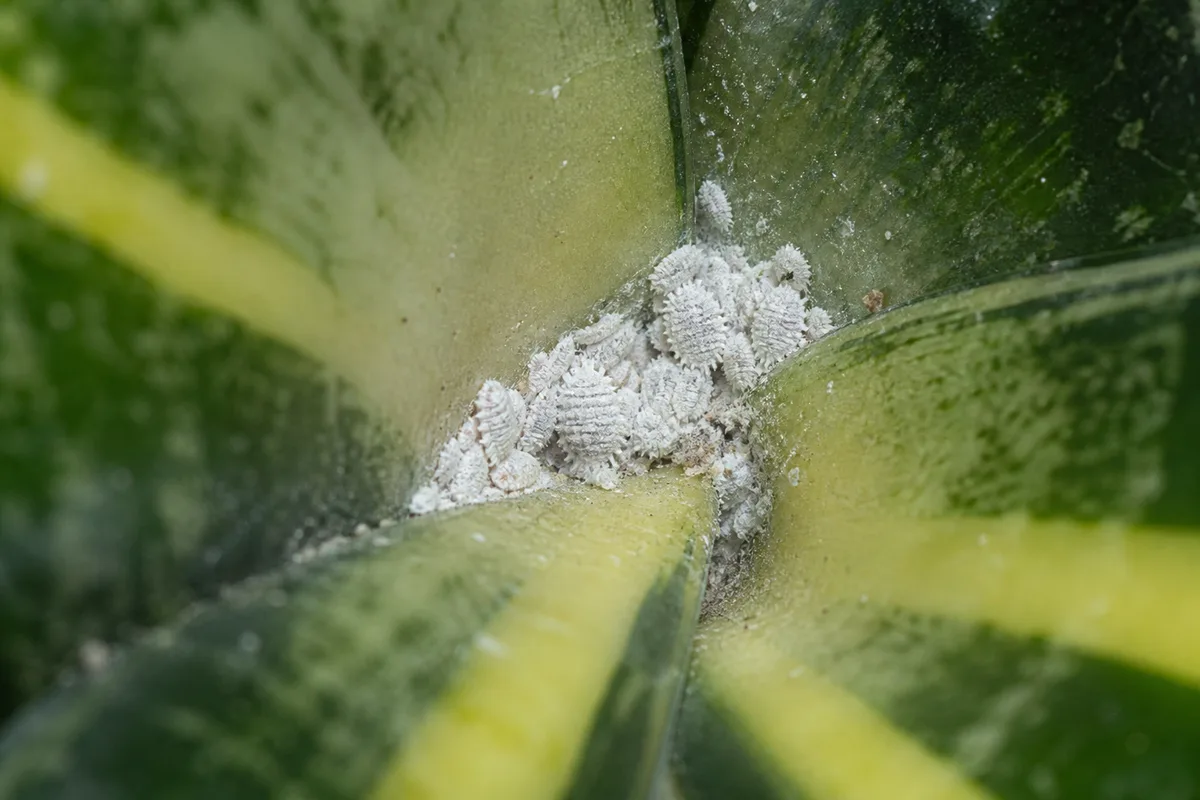 Close-up of Mealybugs on Snake Plant - diagnostic detail