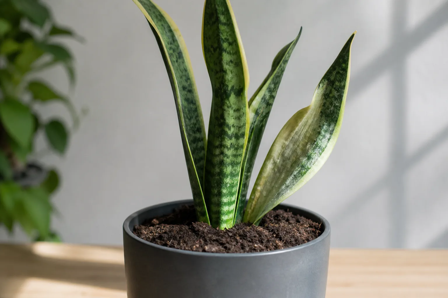 Repotting Stress on Snake Plant - visible symptom on the plant