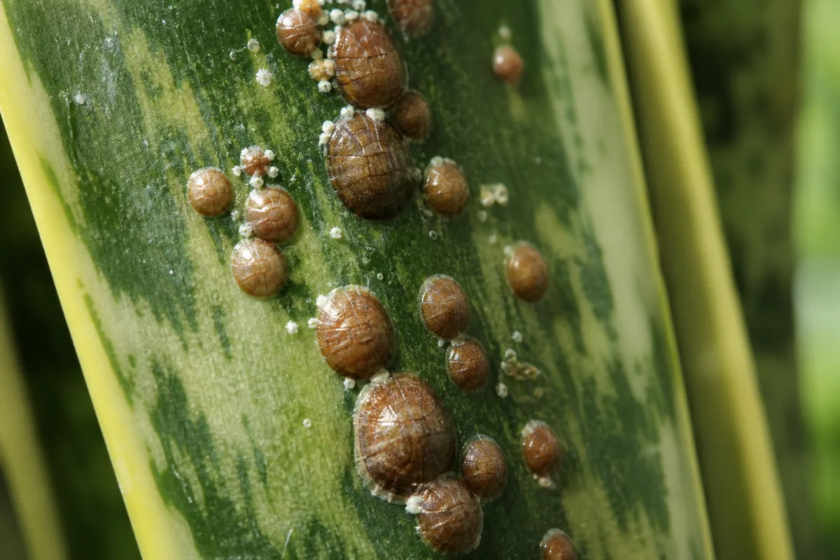 Close-up of Scale Insects on Snake Plant - diagnostic detail