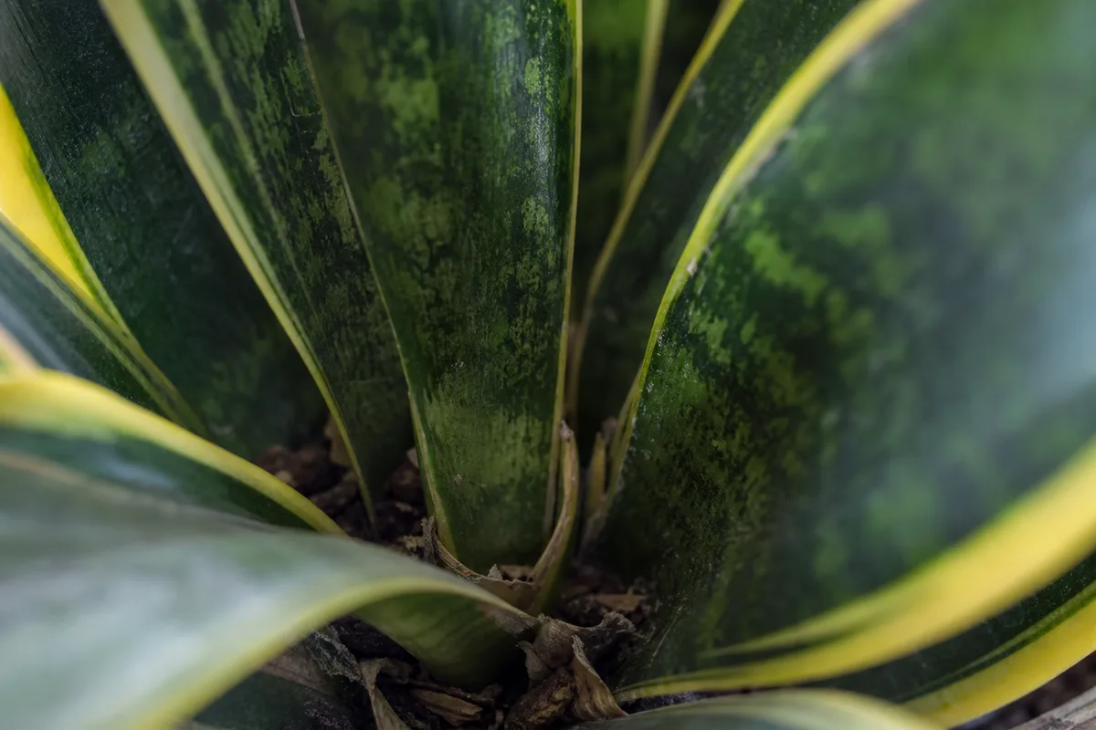 Close-up of Slow Growth on Snake Plant - diagnostic detail