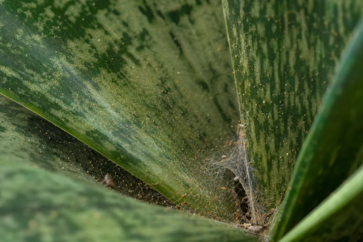 Close-up of Spider Mites on Snake Plant - diagnostic detail