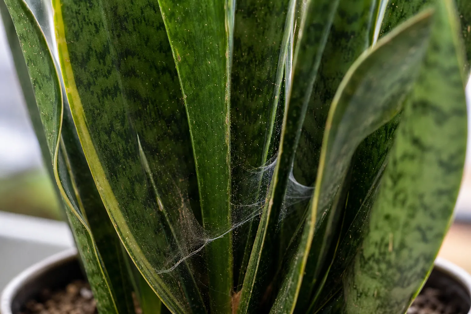 Spider Mites on Snake Plant - visible symptom on the plant