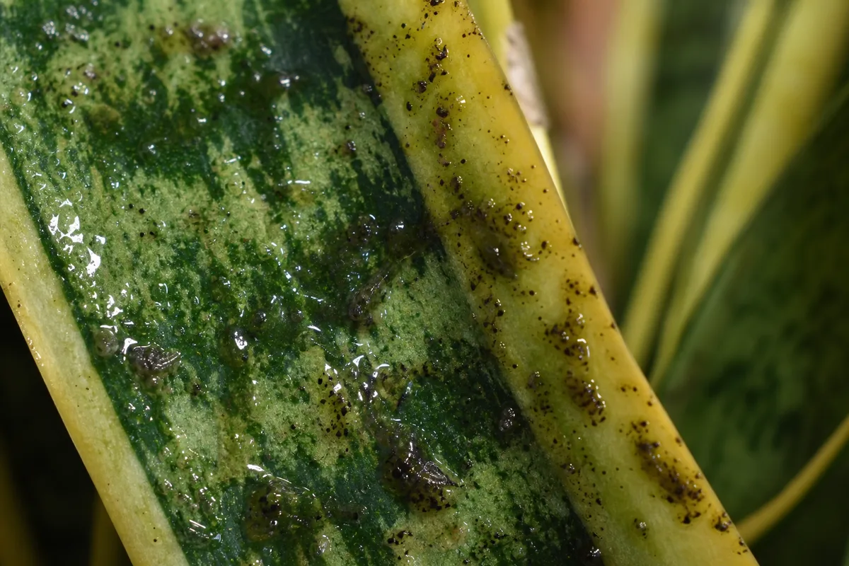 Close-up of Sticky Leaves on Snake Plant - diagnostic detail