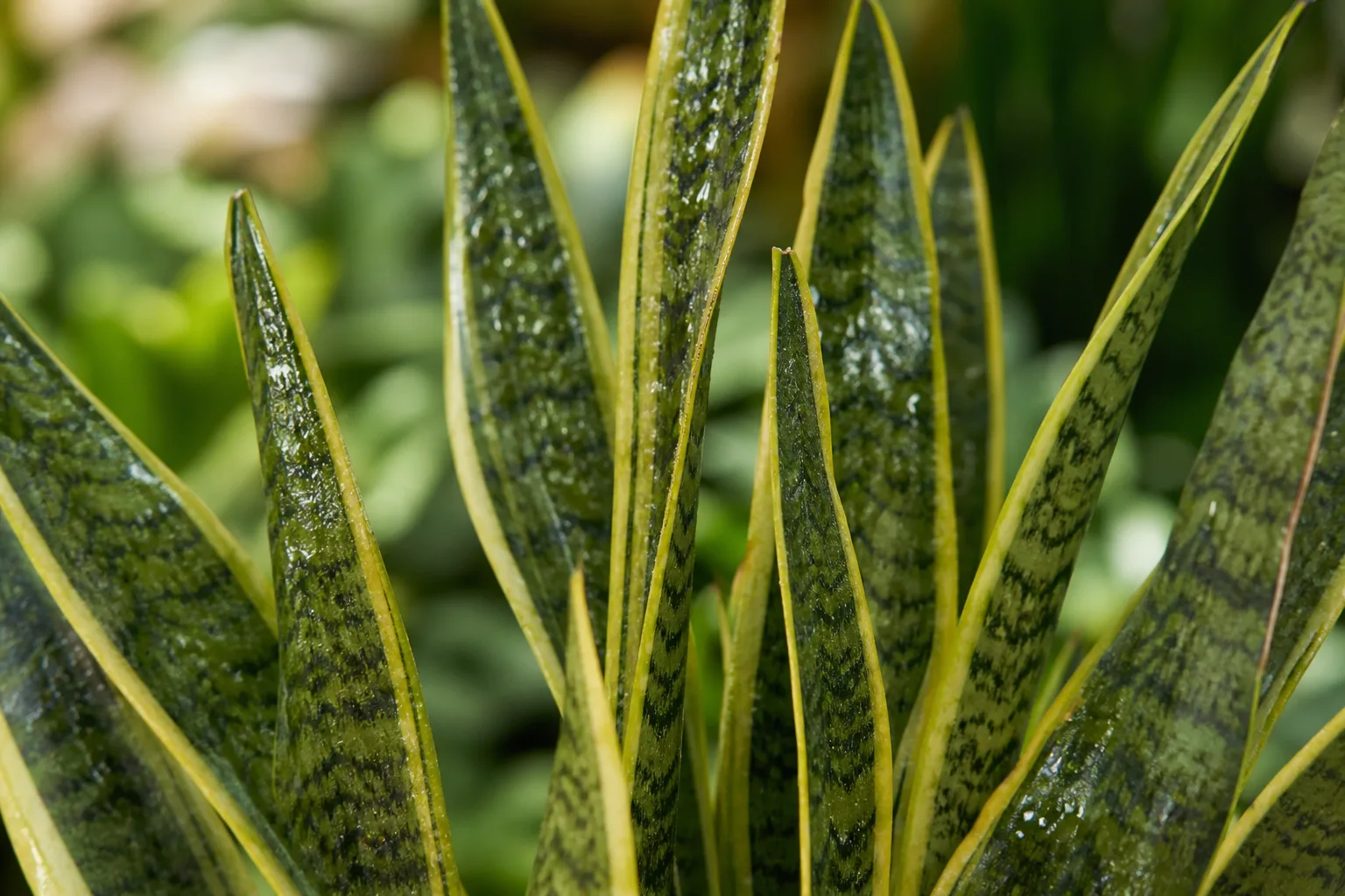 Sticky Leaves on Snake Plant - visible symptom on the plant