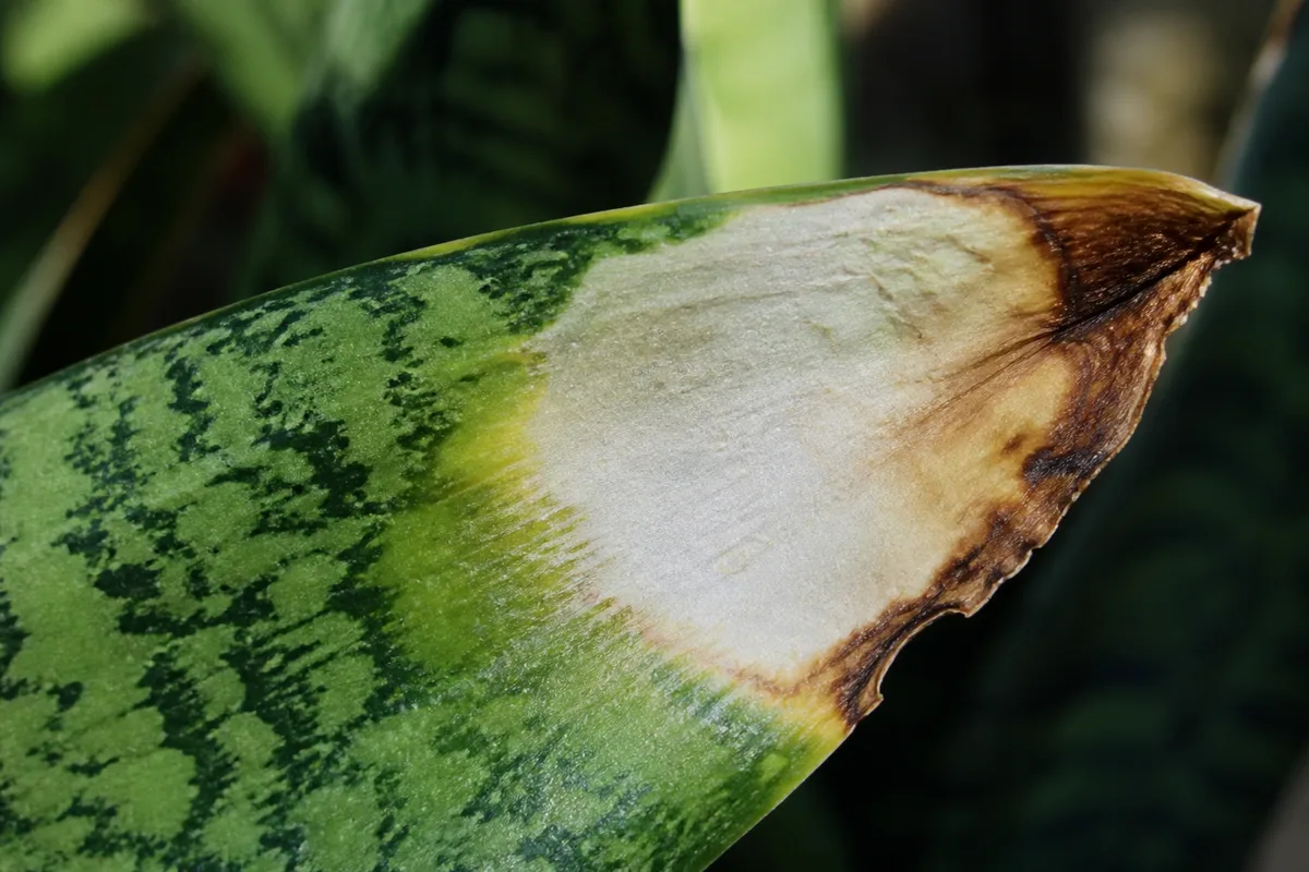 Close-up of Sunburn / Scorched Leaves on Snake Plant - diagnostic detail