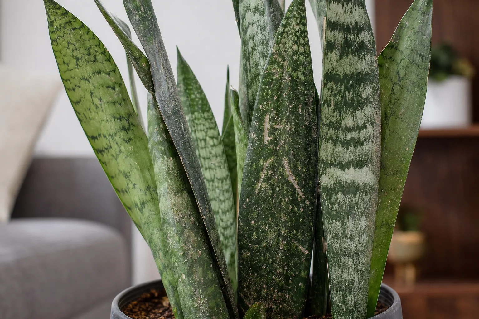 Thrips on Snake Plant - visible symptom on the plant