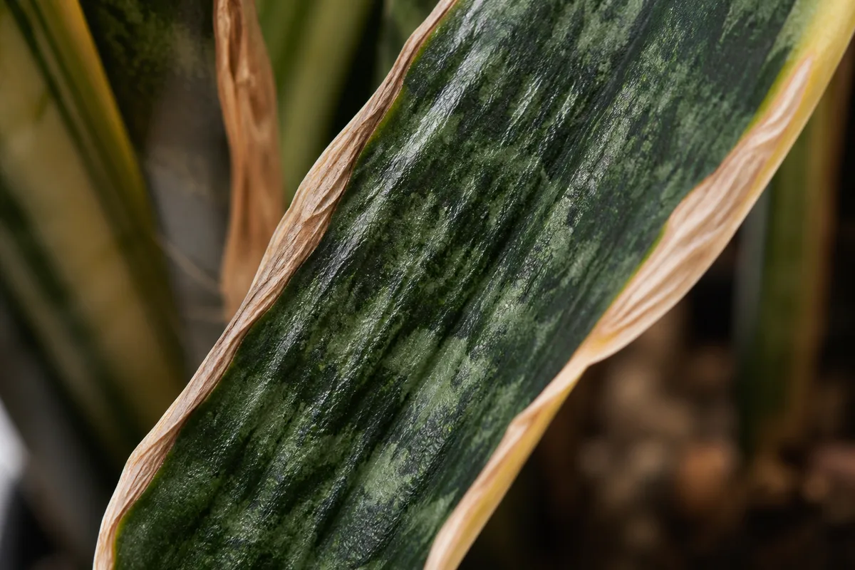 Close-up of Underwatering on Snake Plant - diagnostic detail